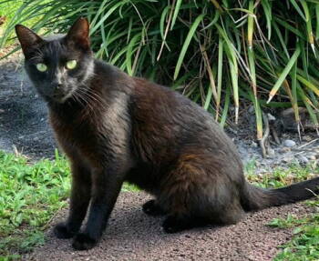 Rescue Domestic Short Hair Cats for Adoption in Oakland Park, Florida - Meisty - Petsmart Plantation Foster Home | PetCurious