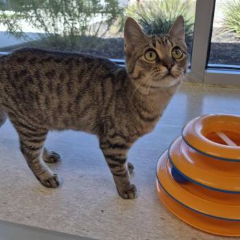 Orren -  Domestic Short Hair Cat for Adoption in Schertz, Texas - Orren | PetCurious