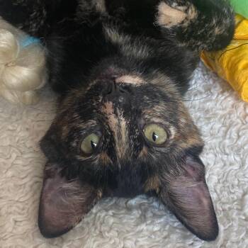 Scarlet -  Domestic Short Hair Cat for Adoption in Los Angeles, California - Scarlet | PetCurious