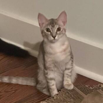 Rescue Domestic Short Hair Cats for Adoption in Sandy Springs, Georgia - Sky (bonded With Sage) | PetCurious