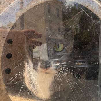 Opal -  Domestic Short Hair Cat for Adoption in Philadelphia, Pennsylvania - Opal | PetCurious