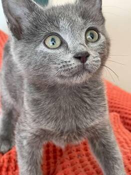 Zane -  Domestic Short Hair Cat for Adoption in Concord, North Carolina - Zane | PetCurious