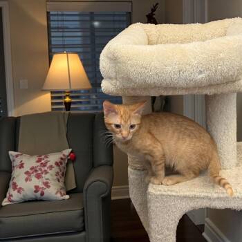 Tabby and Domestic Short Hair Cats Available for Adoption in Dallas, Texas - Rosetta | PetCurious