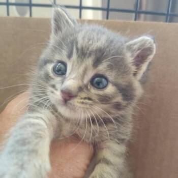 Morgan -  Domestic Short Hair Cat for Adoption in Duncan, Oklahoma - Morgan | PetCurious
