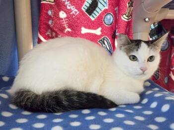 SHEENA (GARDEN CAT) -  Domestic Short Hair Cat for Adoption in Sacramento, California - SHEENA (GARDEN CAT) | PetCurious