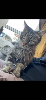 Maine Coon Cats Available for Adoption - Shiloh | PetCurious
