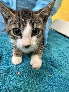 Bay -  Domestic Short Hair Cat for Adoption in Raleigh, North Carolina - Bay | PetCurious