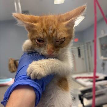 Kash (Harris) -  Domestic Medium Hair Cat for Adoption in Milton, Florida - Kash (Harris) | PetCurious