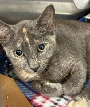 Purrfessor Meowlina -  Domestic Short Hair Cat for Adoption in Hartsville, South Carolina - Purrfessor Meowlina | PetCurious