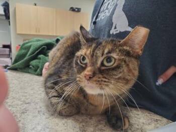 Domestic Short Hair Cats Available for Adoption - Samoa | PetCurious