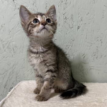 Velvet -  Domestic Short Hair Cat for Adoption in Cumming, Georgia - Velvet | PetCurious