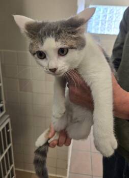 Butterfly -  Domestic Short Hair Cat for Adoption in New Rochelle, New York - Butterfly | PetCurious