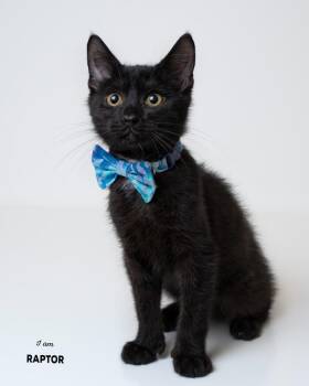 Raptor -  Domestic Short Hair Cat for Adoption in Boone, Iowa - Raptor | PetCurious
