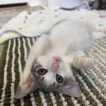 Puff -  Domestic Short Hair Cat for Adoption in Tampa, Florida - Puff | PetCurious