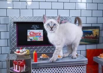 Valley -  Siamese and Domestic Short Hair Cat for Adoption in Lucas, Texas - Valley | PetCurious