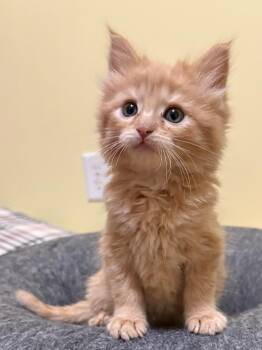 Domestic Medium Hair Cats Available for Adoption in Big Rapids, Michigan - Sherbert | PetCurious