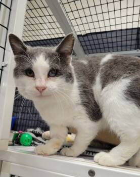 Rescue Domestic Short Hair Cats for Adoption in Neenah, Wisconsin - Victor | PetCurious