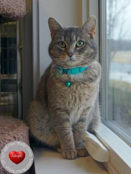 Domestic Short Hair Cats Available for Adoption - Silvie | PetCurious