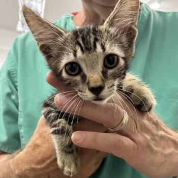 Boba -  Domestic Short Hair Cat for Adoption in Folsom, Louisiana - Boba | PetCurious