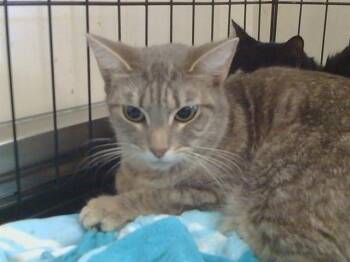 A922688 -  Domestic Short Hair Cat for Adoption in Sacramento, California - A922688 | PetCurious