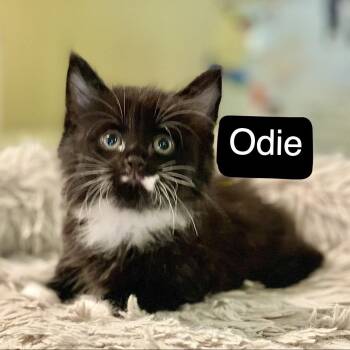 Odie -  Domestic Medium Hair and Domestic Short Hair Cat for Adoption in Peachtree City, Georgia - Odie | PetCurious