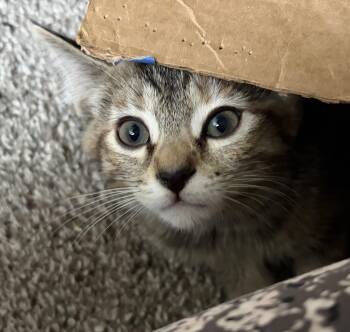 Chanterelle -  Tabby and Domestic Short Hair Cat for Adoption in Plain City, Ohio - Chanterelle | PetCurious