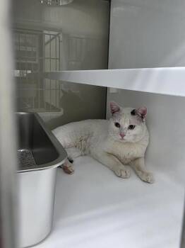 Oatmilk -  Domestic Short Hair Cat for Adoption in Saint Paul, Minnesota - Oatmilk | PetCurious