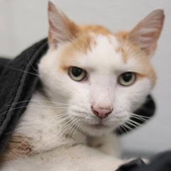 Domestic Short Hair Cats Available for Adoption in Philadelphia, Pennsylvania - Chamomile | PetCurious