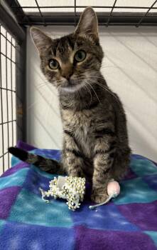 River -  Domestic Short Hair Cat for Adoption in Torrington, Wyoming - River | PetCurious