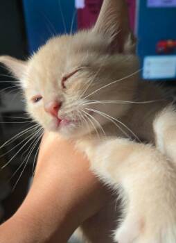 Paxton -  Domestic Short Hair Cat Available for Adoption in Hartsville, South Carolina - Paxton | PetCurious