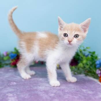 Peach -  Domestic Short Hair Cat for Adoption in Durham, North Carolina - Peach | PetCurious