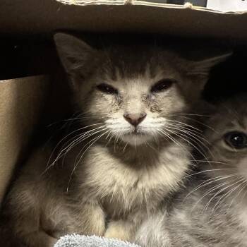 Curious George -  Domestic Short Hair Cat for Adoption in League City, Texas - Curious George | PetCurious