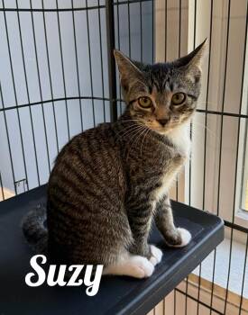 Suzy -  Domestic Short Hair Cat for Adoption in Manistee, Michigan - Suzy | PetCurious