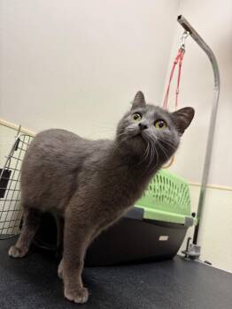 Domestic Short Hair Cats Available for Adoption in Great Bend, Kansas - Rosemary | PetCurious