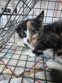 Kayda -  Domestic Short Hair Cat for Adoption in West Chester, Pennsylvania - Kayda | PetCurious