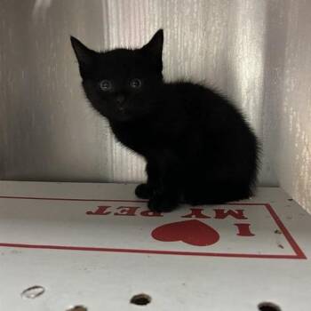 Jay -  Domestic Short Hair Cat for Adoption in Salt Lake City, Utah - Jay | PetCurious