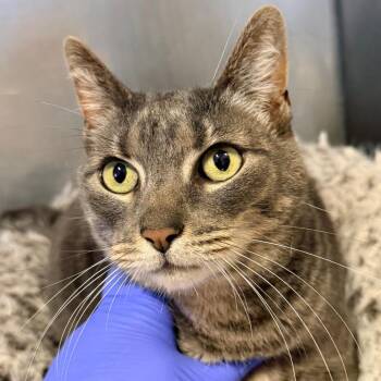 KC -  Domestic Short Hair Cat for Adoption in Redwood Valley, California - KC | PetCurious
