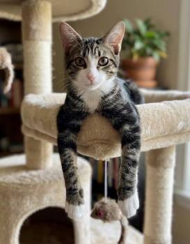Murphy -  American Shorthair Cat for Adoption in Chandler, Arizona - Murphy | PetCurious