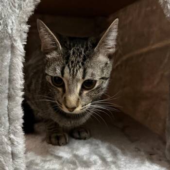 Octavia -  Domestic Short Hair Cat for Adoption in Los Angeles, California - Octavia | PetCurious