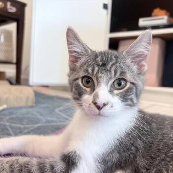 Orion -  Domestic Medium Hair Cat for Adoption in League City, Texas - Orion | PetCurious