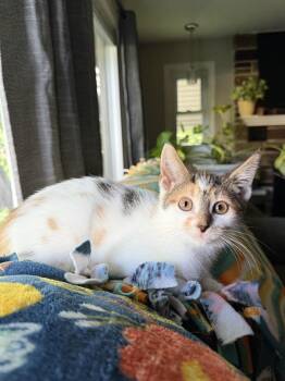 Valeria -  Calico Cat for Adoption in Oberlin, Ohio - Valeria | PetCurious