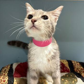 Domestic Short Hair Cats Available for Adoption - Jenny | PetCurious