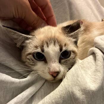 Ginger -  Domestic Short Hair Cat for Adoption in Titusville, Florida - Ginger | PetCurious