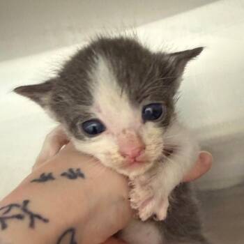 Domestic Short Hair Cats Available for Adoption in Marshall, Texas - Lumen | PetCurious