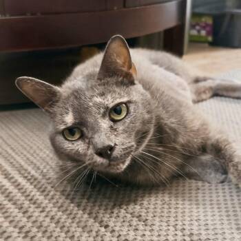 Seamstress -  Domestic Short Hair Cat Available for Adoption in Richmond, Virginia - Seamstress | PetCurious