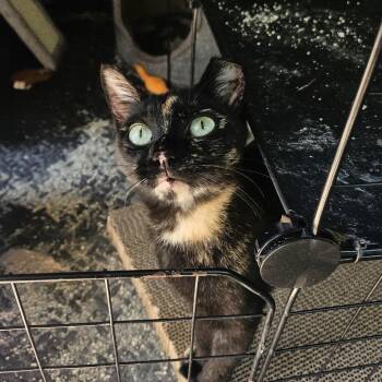 Gadget -  American Shorthair Cat for Adoption in Columbus, Georgia - Gadget | PetCurious
