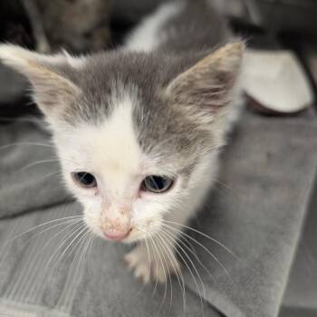 Meeny -  Domestic Short Hair Cat for Adoption in Indianapolis, Indiana - Meeny | PetCurious