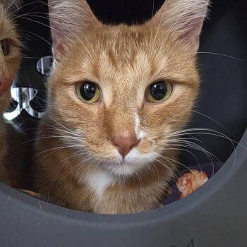 Odie -  Domestic Short Hair Cat for Adoption in Oshkosh, Wisconsin - Odie | PetCurious