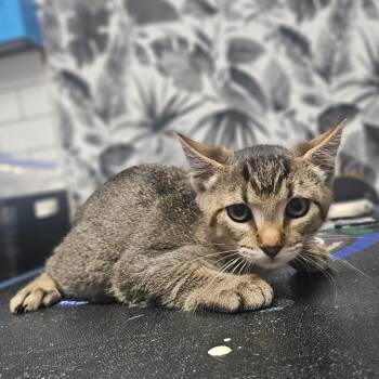 Rescue Domestic Short Hair Cats for Adoption in Wahiawa, Hawaii - Jason Meowmoa | PetCurious