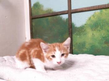 VICTOR -  Domestic Short Hair Cat for Adoption in Houston, Texas - VICTOR | PetCurious